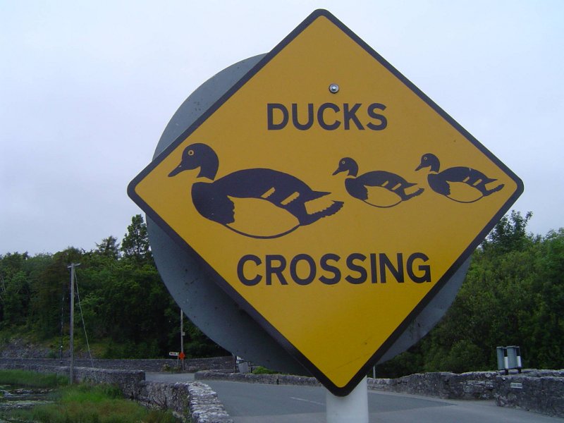 ../../_images/duck.jpg